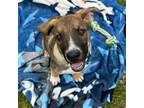 Adopt Braxton a Mixed Breed