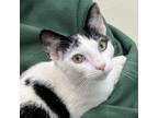 Adopt TED a Domestic Short Hair