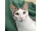 Adopt PABLO a Domestic Short Hair