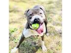 Adopt Wallaby a Pit Bull Terrier, Cane Corso