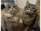 Adopt Percy & Prince a Maine Coon, Domestic Long Hair
