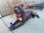 Adopt Mason a Pit Bull Terrier