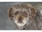 Adopt Nugget a Poodle