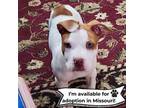 Adopt Rookie-Missouri a Pit Bull Terrier, Mixed Breed