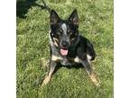 Adopt Farley a Australian Cattle Dog / Blue Heeler, German Shepherd Dog