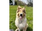 Adopt Dusty a Collie