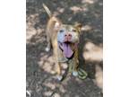 Adopt Koda a Pit Bull Terrier, Mixed Breed