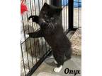 Adopt Onyx (FCID# 05/01/2024 - 53) a Tuxedo