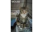Adopt Mouse (FCID# 04/22/2024 - 9 Trainer) a Tabby, Tuxedo