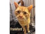 Adopt Frankford, Jenkintown PS , PA(FCID 04/02/2024-156) a Tabby
