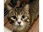 Adopt McMuffin Willow Grove Area (FCID 04/12/2024-400) C a Tabby