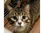 Adopt McMuffin Jenkintown PetSmart (FCID 04/12/2024-400) a Tabby