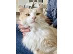 Adopt Oliver: DLH (FCID# 04/15/2024 - 13 Trainer) C a Domestic Long Hair, Tabby