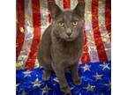 Adopt Charlie (FCID# 04/11/2024 - 46 Brookhaven PS) a Domestic Short Hair