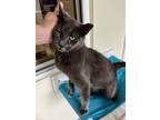 Adopt Charlie (FCID# 04/11/2024 - 46 Brookhaven PS) a Domestic Short Hair