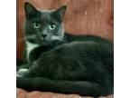 Adopt Boottsie a Domestic Short Hair