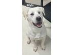 Adopt Mylo a Labrador Retriever