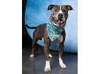 Adopt Mister a Pit Bull Terrier, Mixed Breed