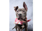 Adopt Orca- ADOPTED a Pit Bull Terrier, Mixed Breed