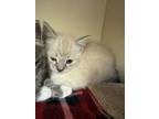 Adopt Kody- ADOPTED FTA a Domestic Short Hair