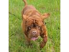 Adopt Jake a Dogue de Bordeaux