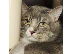 Adopt Dash a Domestic Short Hair