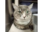 Adopt Smoke a Domestic Short Hair