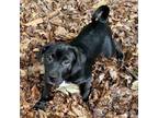 Adopt Modelo a Labrador Retriever