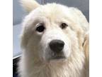 Adopt Tucker -- Bonded Buddy With Marshall a Great Pyrenees