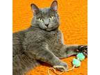 Adopt Julius a Domestic Short Hair