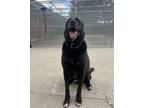 Adopt Jax a Shepherd, Labrador Retriever