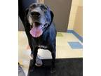 Adopt Copper a German Shorthaired Pointer, Great Dane