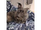 Adopt Theo a Terrier