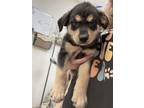 Adopt Tommy Tutone a Mixed Breed