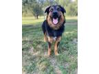 Adopt Chick Pea a Shepherd, Mixed Breed