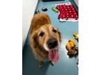 Adopt Benji a Golden Retriever, Mixed Breed