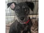 Adopt Peppy a Terrier