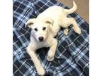 Adopt Frollo a Great Pyrenees