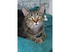 Adopt Mr. Adam a Domestic Short Hair