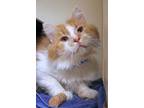 Adopt Tony a Domestic Medium Hair, Domestic Short Hair