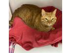 Adopt Major a Domestic Short Hair