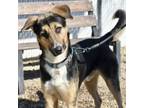 Adopt Houndour a German Shepherd Dog