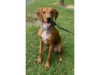 Adopt Snickerdoodle a Hound, Labrador Retriever