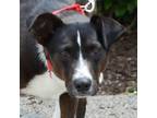 Adopt Carlisle+ a Labrador Retriever, Mixed Breed