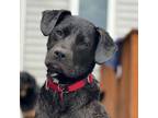 Adopt Cruz a Labrador Retriever, Mixed Breed
