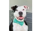 Adopt Jeffrey a Pit Bull Terrier, Mixed Breed