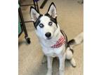 Adopt Snickers a Siberian Husky, Mixed Breed