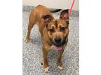 Adopt Ace (Ralphie) a Mixed Breed