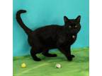 Adopt Orlando a Domestic Short Hair