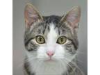 Adopt Bugz a Domestic Short Hair